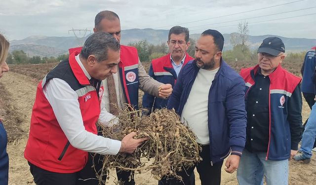 Aydın'ın o ilçesi yer fıstığı üretiminde zirvede