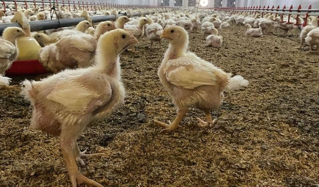 Söke’de kanatlı hayvanlara açık alan kısıtlaması getirildi