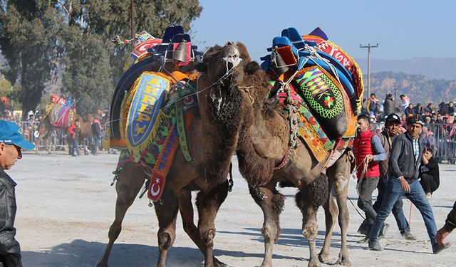 Deve güreşlerinin geleceğini aşılama oranı belirleyecek