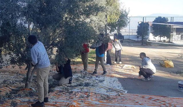 Bozdoğan’da öğrenciler zeytin hasadı yaptı