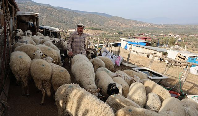 Şap karantinası meraları boşalttı