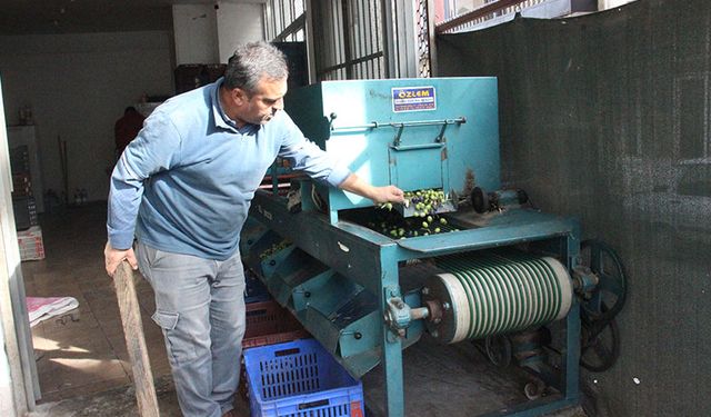 Aydın’da zeytin mesaisi