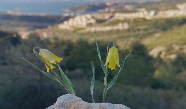 Ağlayan Gelinler çiçek açtı