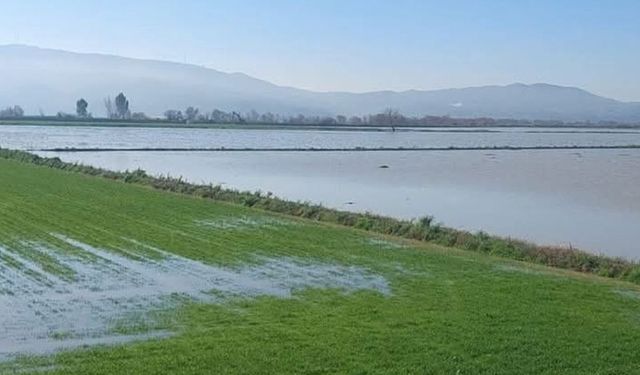Menderes taştı: Tarım arazileri sular altında