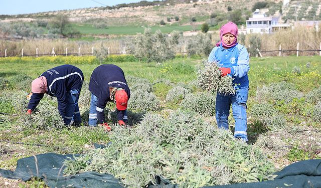 Didim Belediyesi’nden “Üreten belediyecilik” uygulaması
