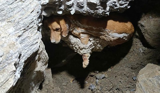 Aydın'da köpek kurtarma operasyonu!