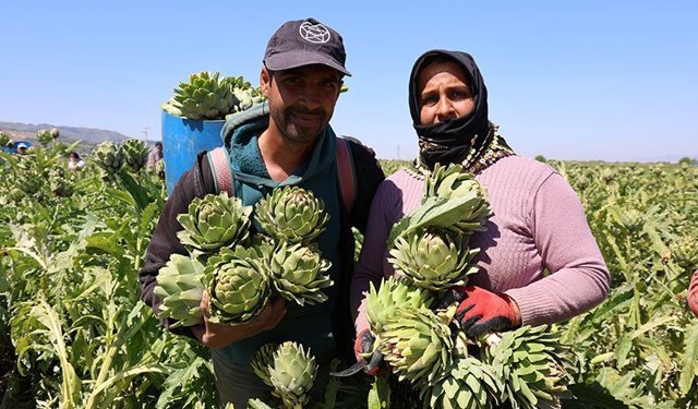 Aydın enginarında hasat sürüyor