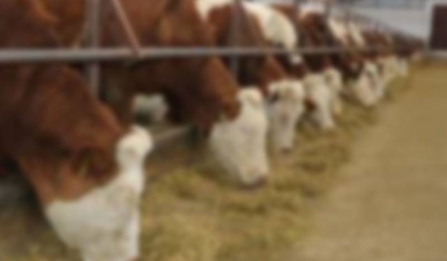 Aydın’da 17 mahalle karantinaya alındı