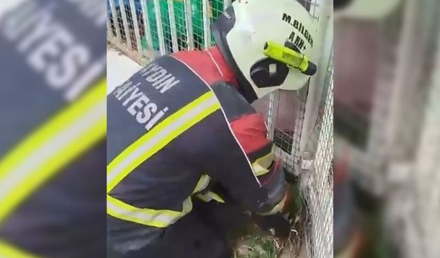 Aydın itfaiyesinden kirpi operasyonu