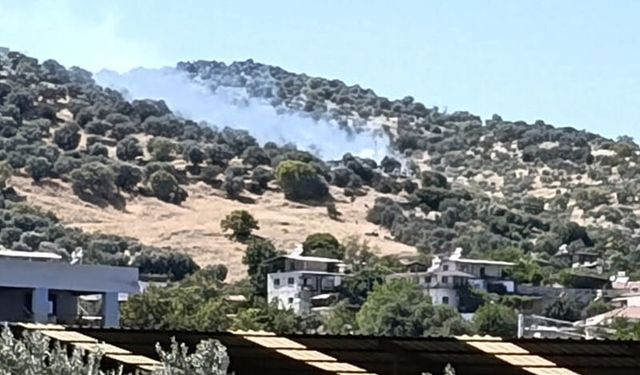 Aydın’da zeytinlik alanda yangın