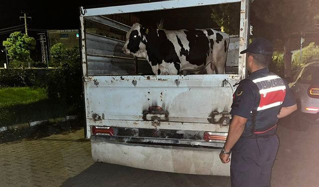 Çine’de 365 bin TL’lik hayvan satışı sonrası şok