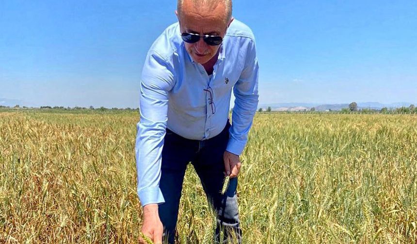 Didim Belediyesi'nin ektiği buğdaylar hasada gün sayıyor