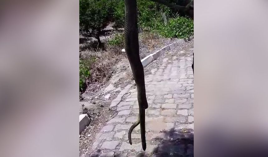 Atça'da dev yılan korku dolu anlar yaşattı
