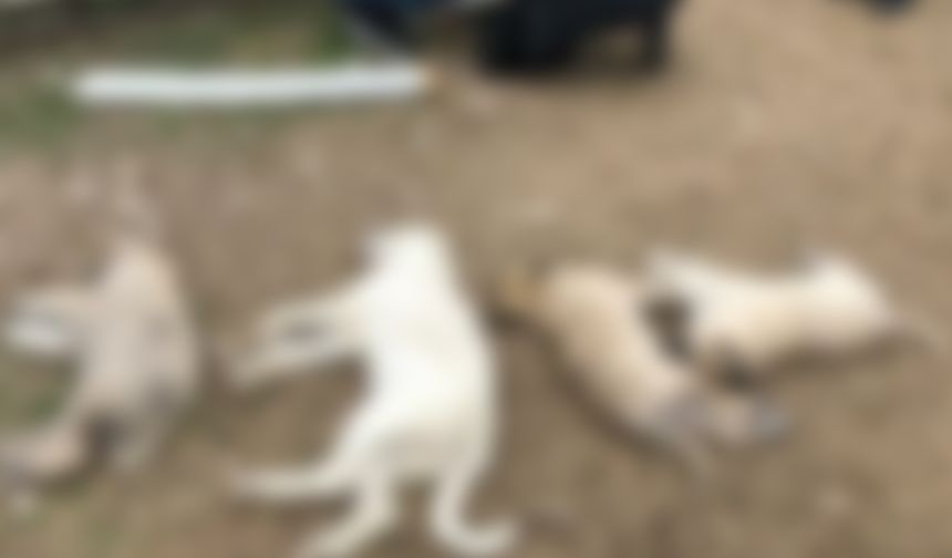Nazilli’de 13 Sokak köpeğinin öldüğü olayda flaş gelişme