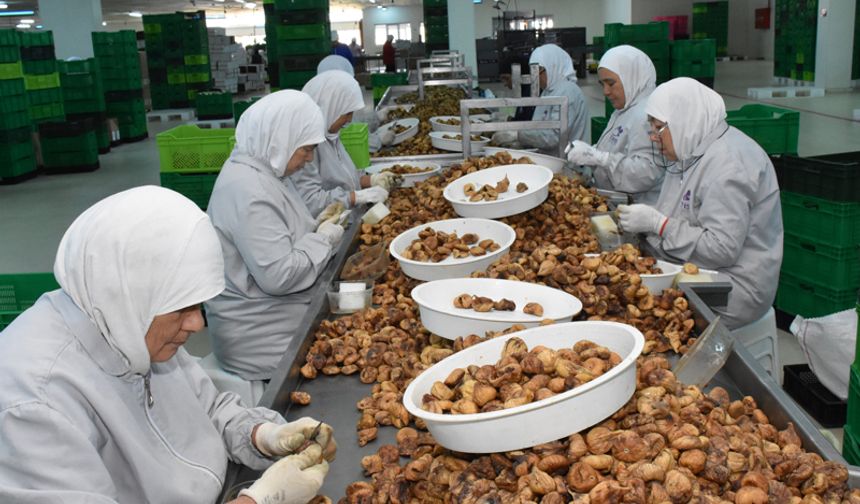 Kuru incirden 56 milyon dolar ihracat geliri elde etti