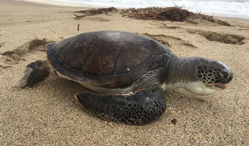 Aydın'da son 4 günde 3 deniz kaplumbağası ölü bulundu