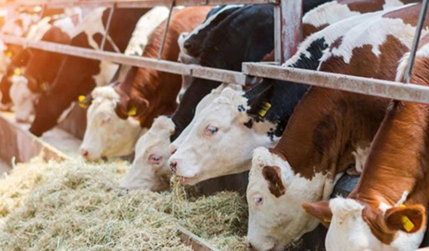 Tarım Bakanlığında şap alarmı, hayvan pazarları kapandı