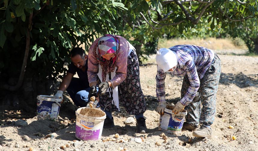 Aydın'da üreticiler "İncirler çürümesin" diye gece gündüz mesaide