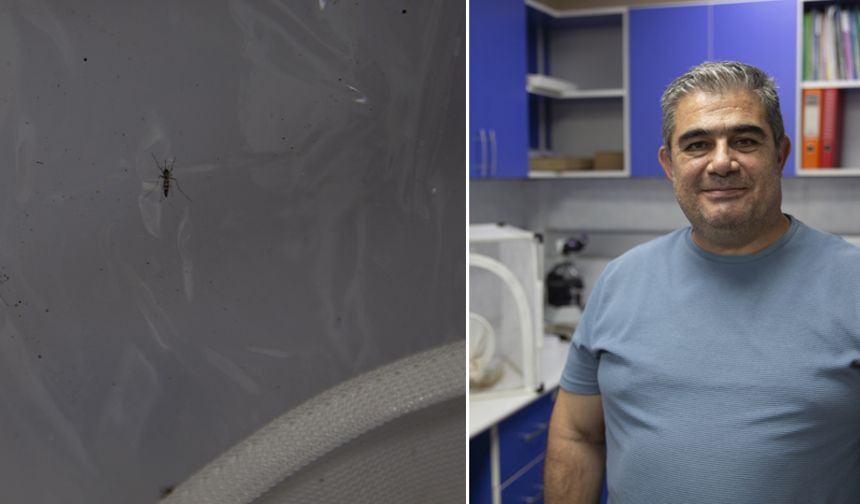Prof. Dr. Fatih Mehmet Şimşek: Ege’de sivrisinek yoğunluğu azalabilir