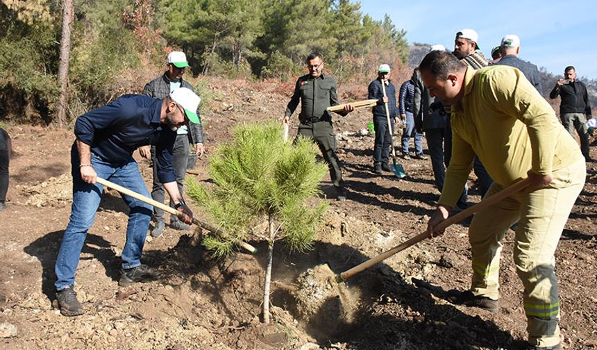 Germencik'te 500 fidan dikildi