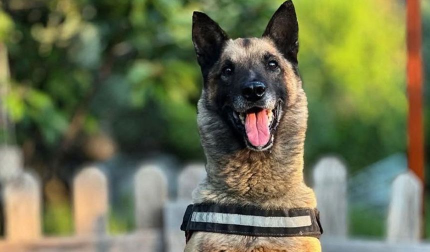 Kuşadası'nın kahraman köpeği ‘Bob’ hayatını kaybetti