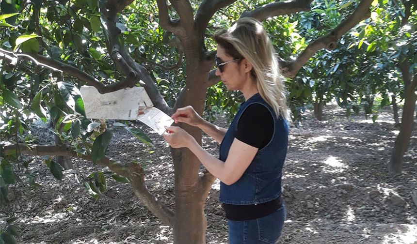 Söke’de sinek sayımları yapıldı