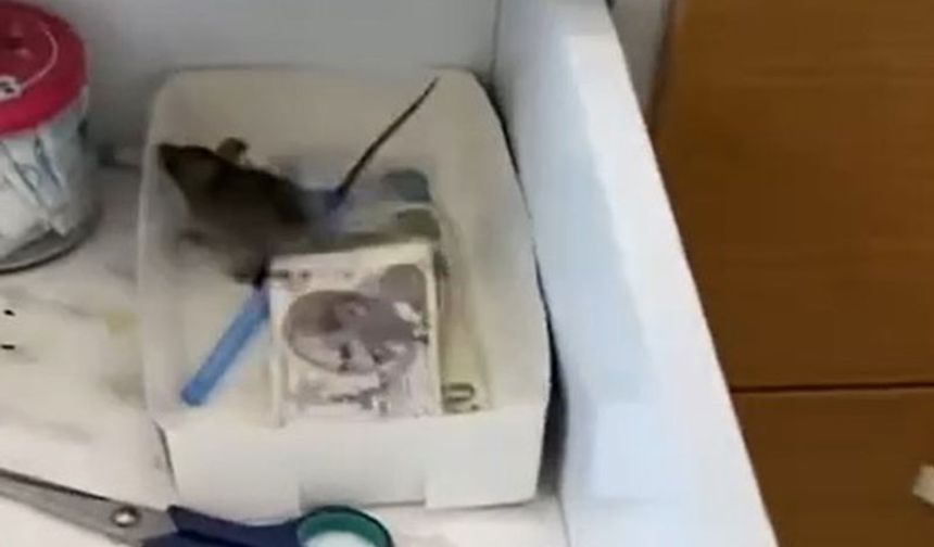 Aydın’daki baklavacıda fare skandalı