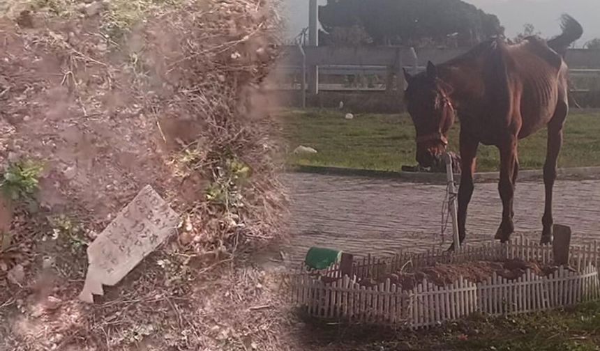 Başıboş atlar Kuyulu Mezarlığı’na zarar verdi