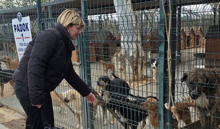 Didim Belediyesi’nden hayvan haklarına güçlü destek