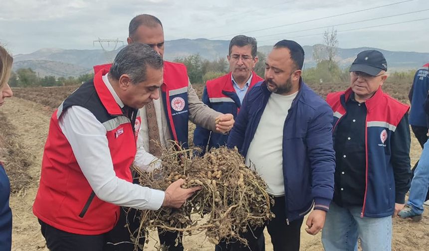 Aydın'ın o ilçesi yer fıstığı üretiminde zirvede