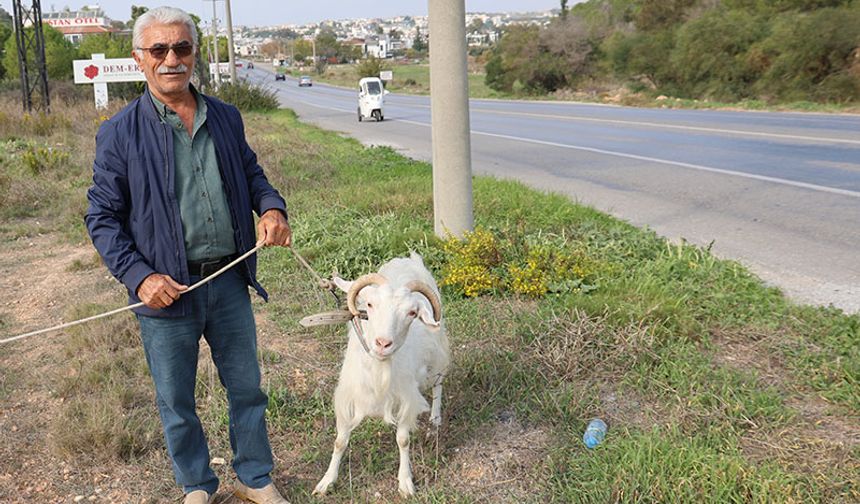 Keçi sevgisi Didim’e bağladı