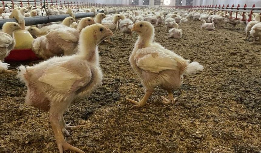 Söke’de kanatlı hayvanlara açık alan kısıtlaması getirildi