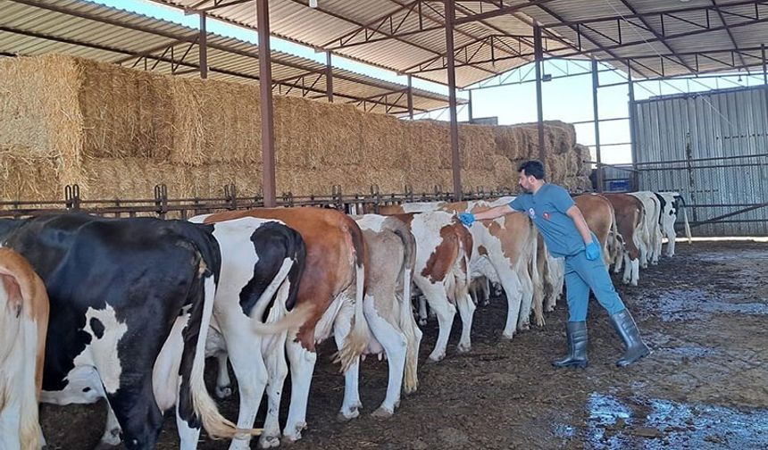 Söke’de 7 mahallede hayvan giriş çıkışları durduruldu