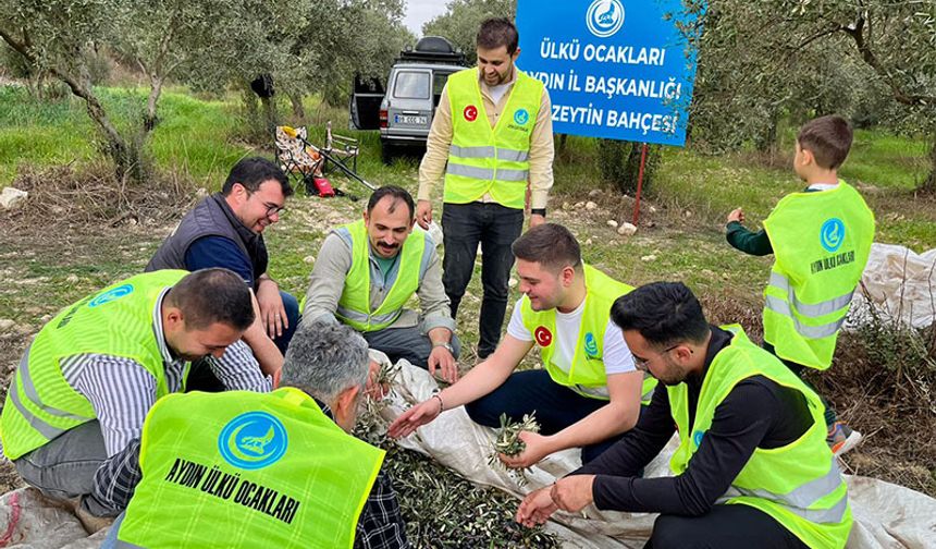 Aydın’da ülkücüler zeytin hasadı yaptı