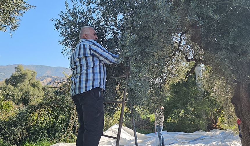 Aydın'da zeytin hasadı sürüyor