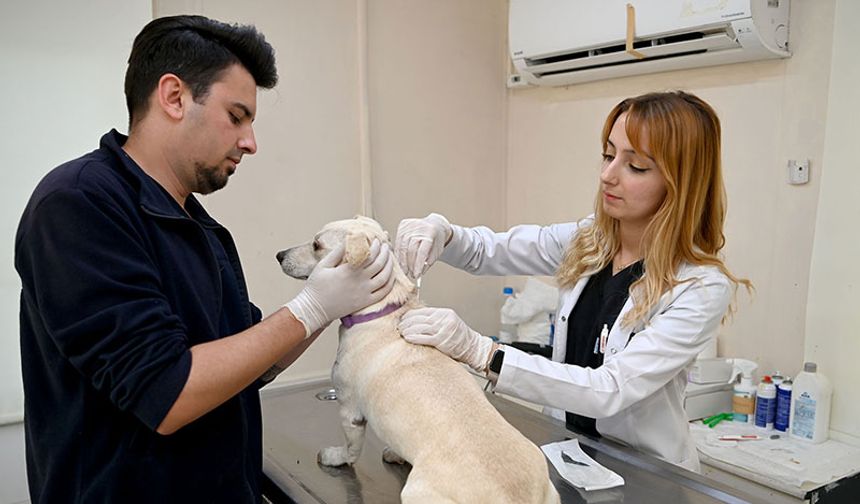 Kuşadası Belediyesi Veteriner İşleri Müdürlüğü’nden ‘Mikroçip’ uyarısı