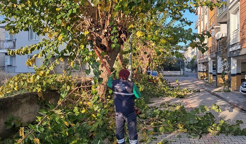 Efeler'de budama ve bakım çalışmaları devam ediyor