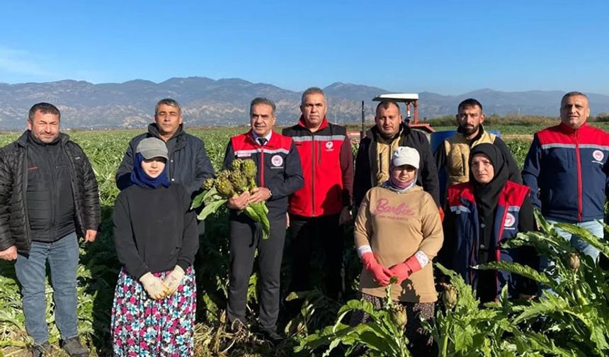 Coğrafi İşaretli Aydın Enginarı'nda yılın ilk hasadı yapıldı