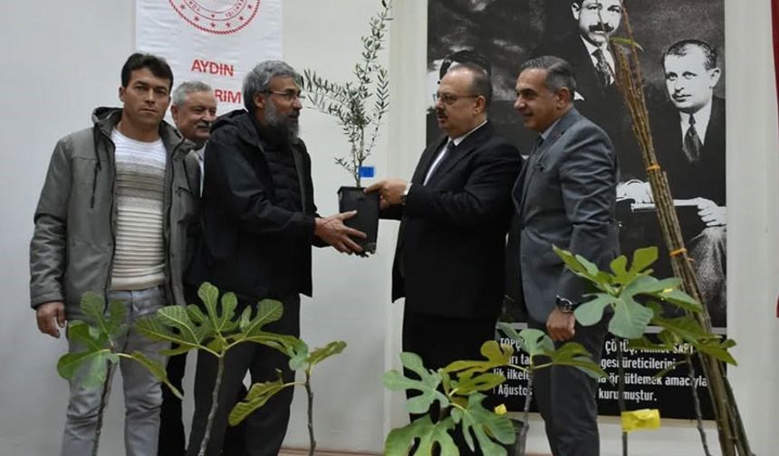 Aydın’da üreticilere 74 bin 90 fide dağıtılacak