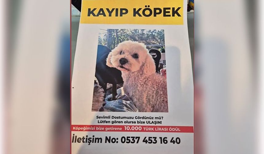 Aydın'da bu köpeği bulana 10 bin TL ödül