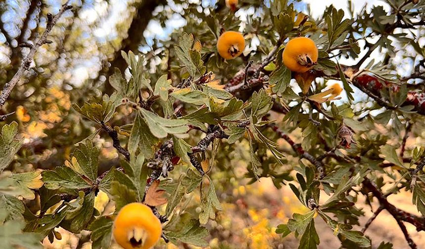 Alıç meyvesine vatandaşlar ilgi gösteriyor