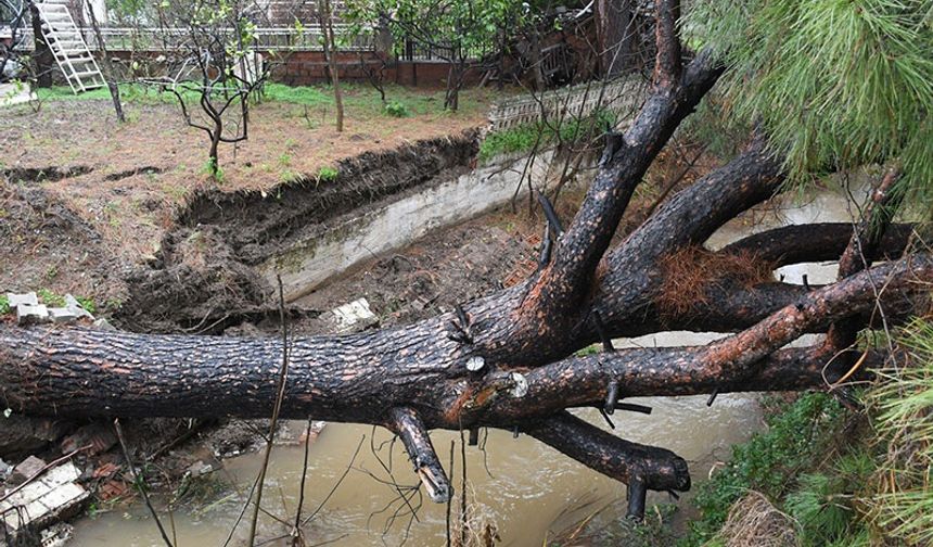 Kuşadası’nda çam ağacı dereye devrildi