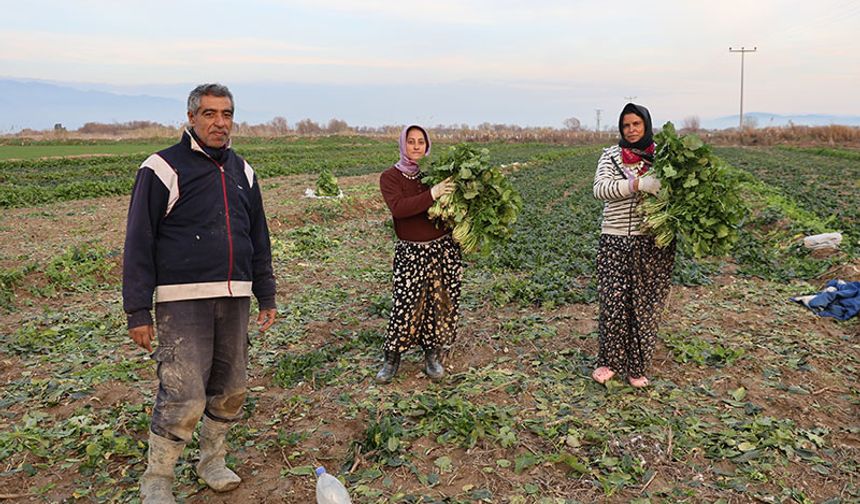Aydın’da soğuk hava sebzeyi vurdu