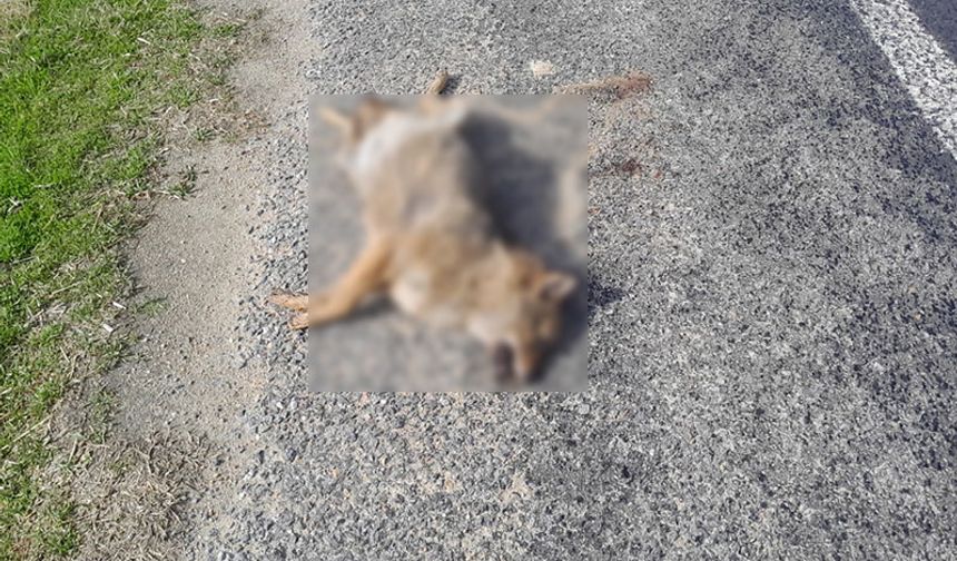 Aracın çarptığı tilki telef oldu