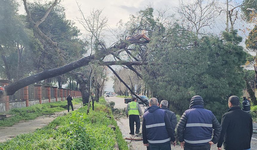 Devrilen dev çam ağacı yolu kapattı
