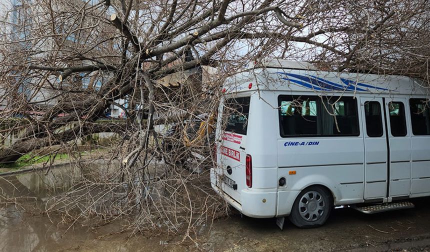 Dut ağacı minibüsün üzerine devrildi