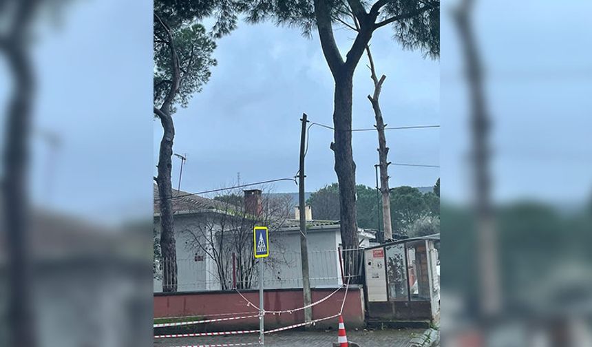 Aydın'da dev çam ağacı tehlike saçıyor