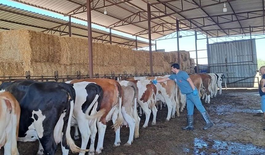 Bozdoğan’da şap hastalığı sona erdi