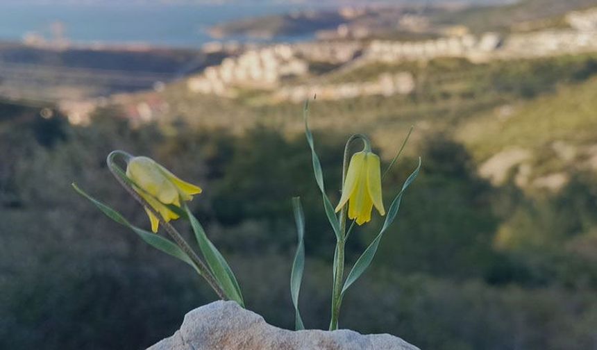 Ağlayan Gelinler çiçek açtı