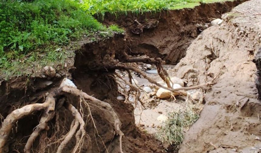 Dere suları yön değiştirdi, zeytinlikte ikinci yatak oluştu